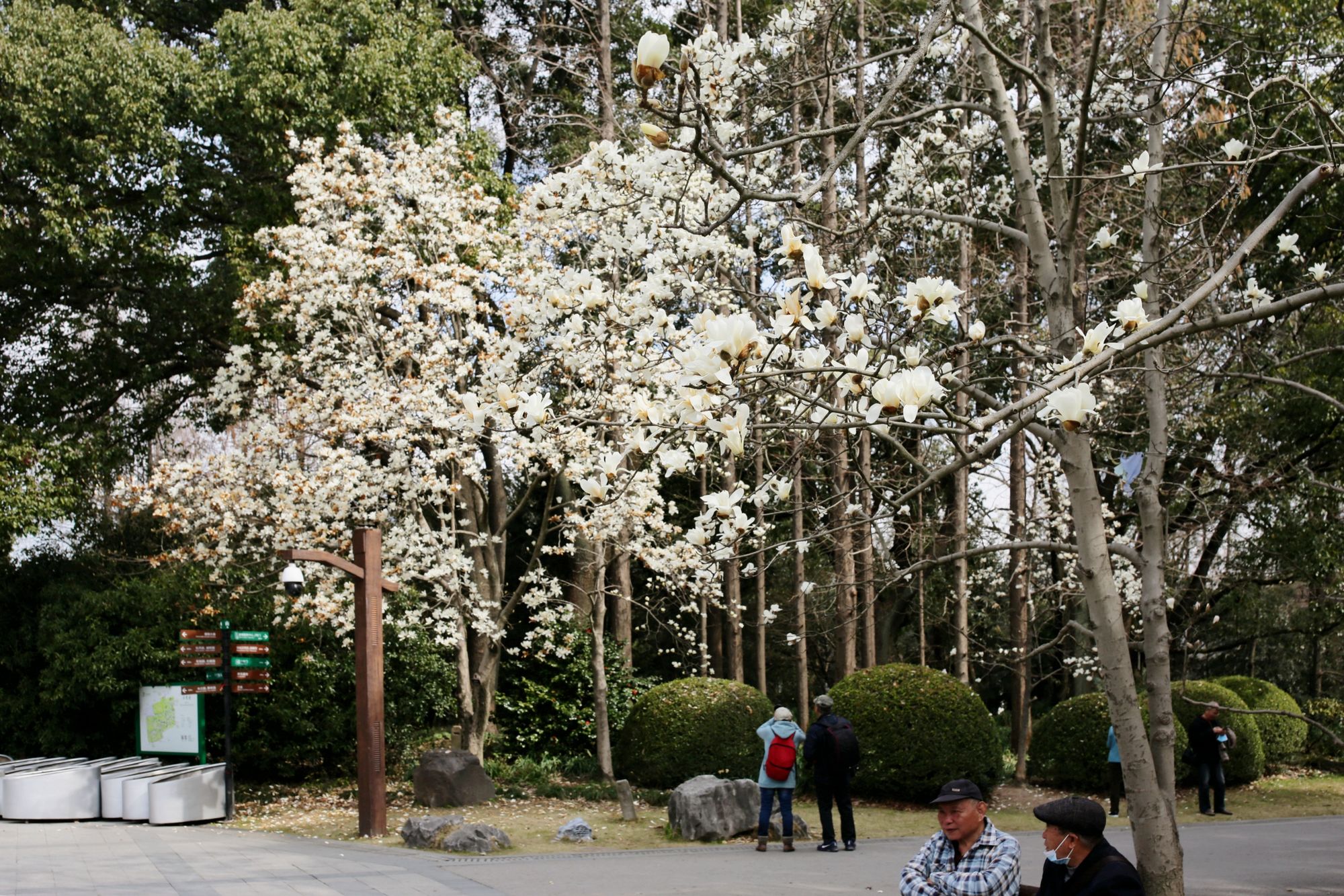 西安花卉市場_西安市花卉批發(fā)市場_2021年西安花卉市場