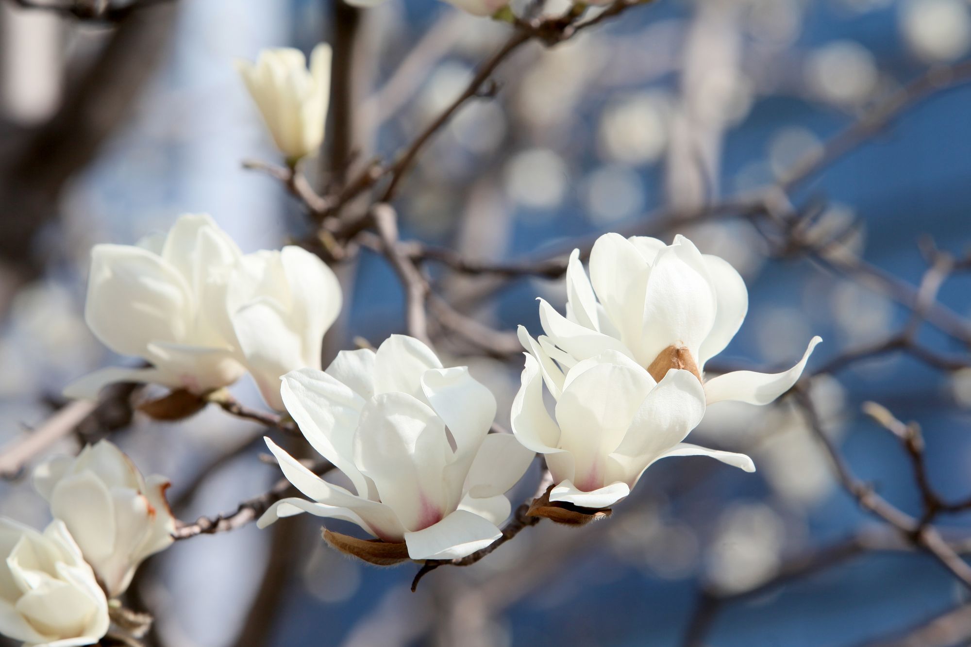 西安市花卉批發(fā)市場_西安花卉市場_2021年西安花卉市場