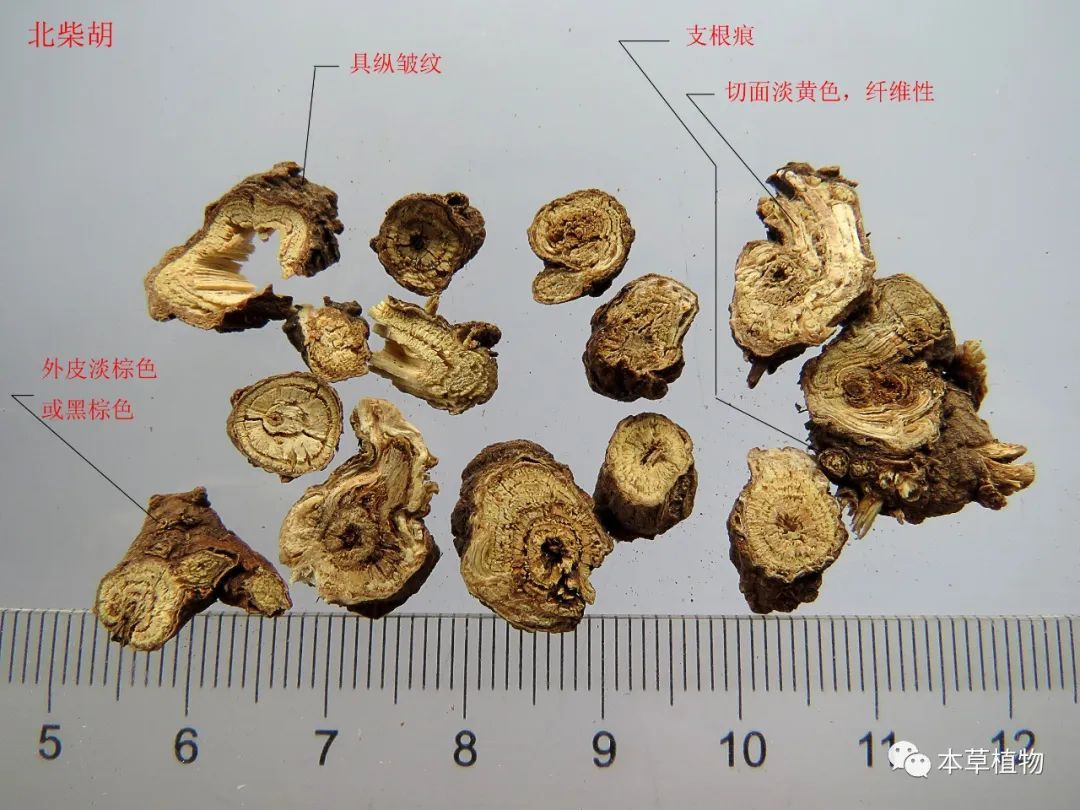 執(zhí)業(yè)藥師考試中藥二_執(zhí)業(yè)中藥師中藥鑒定學(xué)_2023執(zhí)業(yè)中藥師招聘