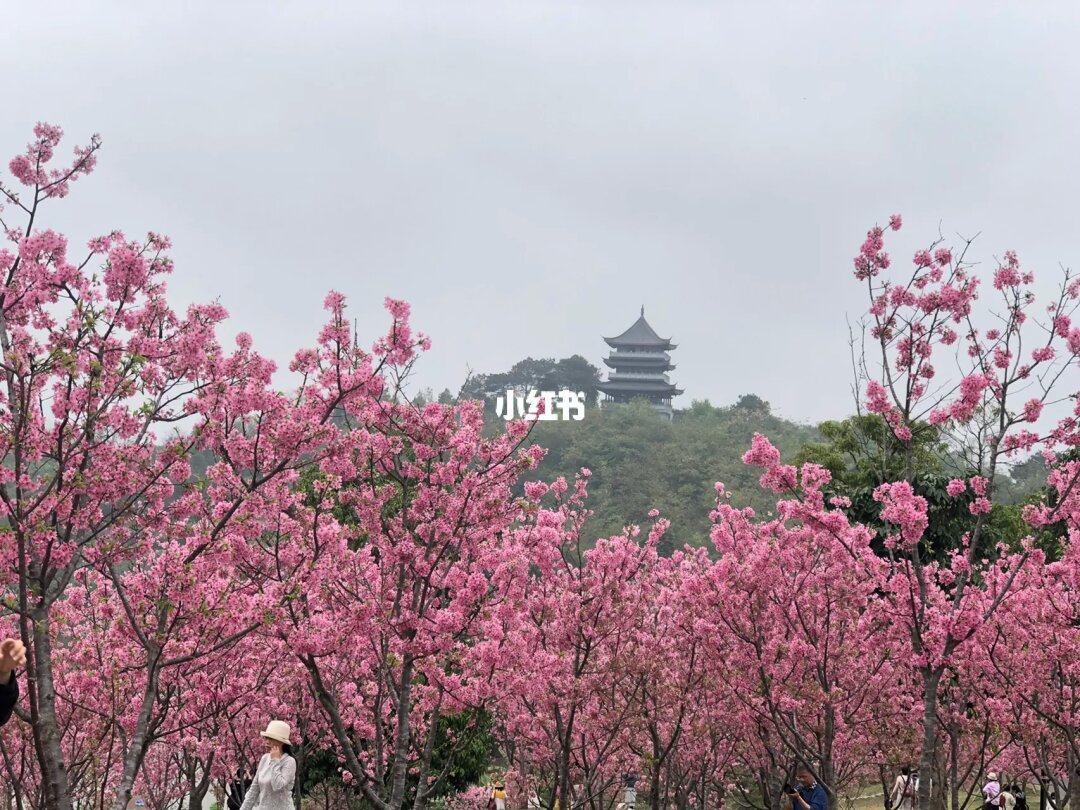 顧村櫻花在幾號門_顧村公園櫻花節門票_顧村櫻花節門票價格