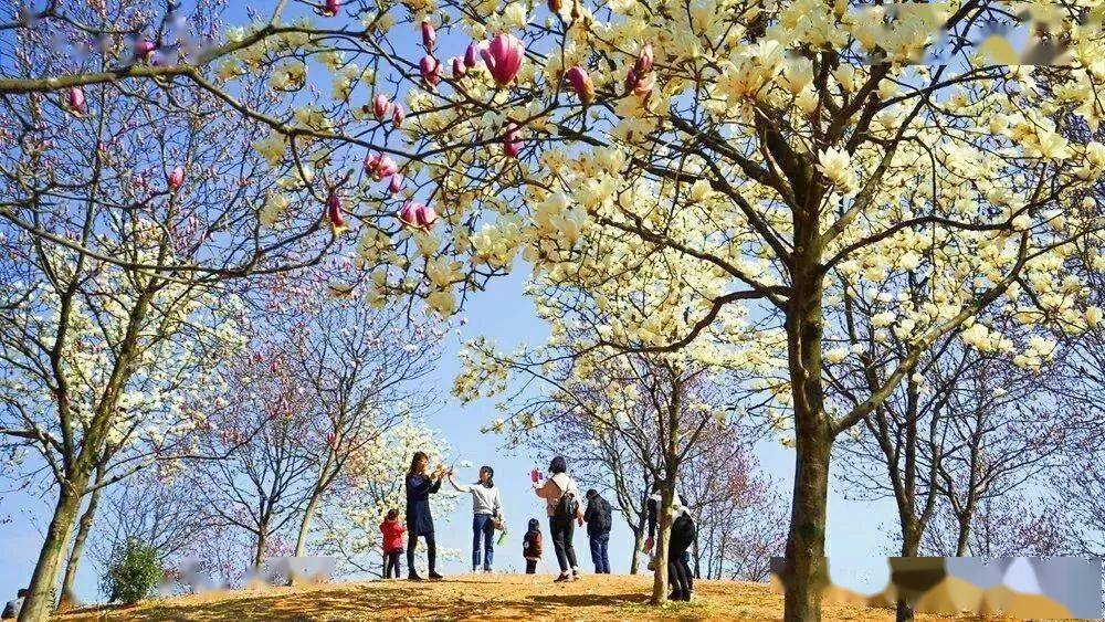 國際雕塑公園玉蘭花_北京國際雕塑公園玉蘭花苑_雕塑公園玉蘭花節(jié)