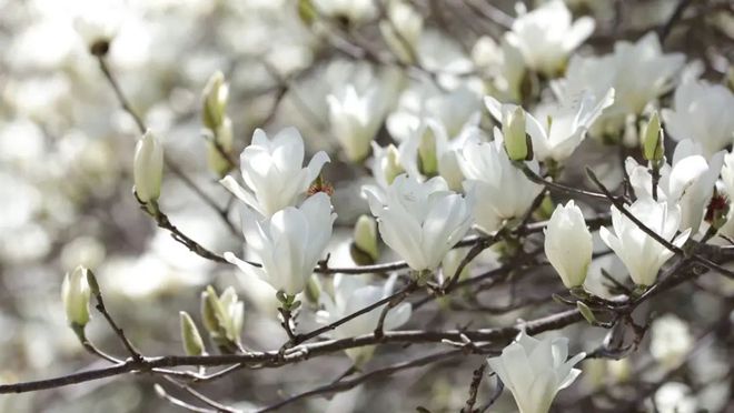 雕塑公園玉蘭花節(jié)_北京國際雕塑公園玉蘭花苑_國際雕塑公園玉蘭花