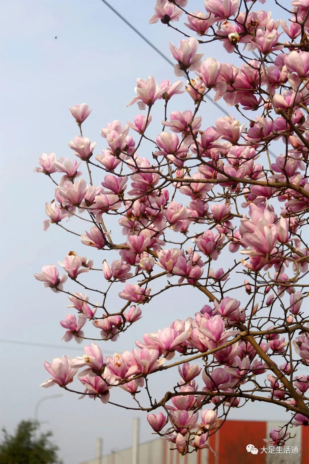 國際雕塑公園玉蘭花_雕塑公園玉蘭花節(jié)_北京國際雕塑公園玉蘭花苑