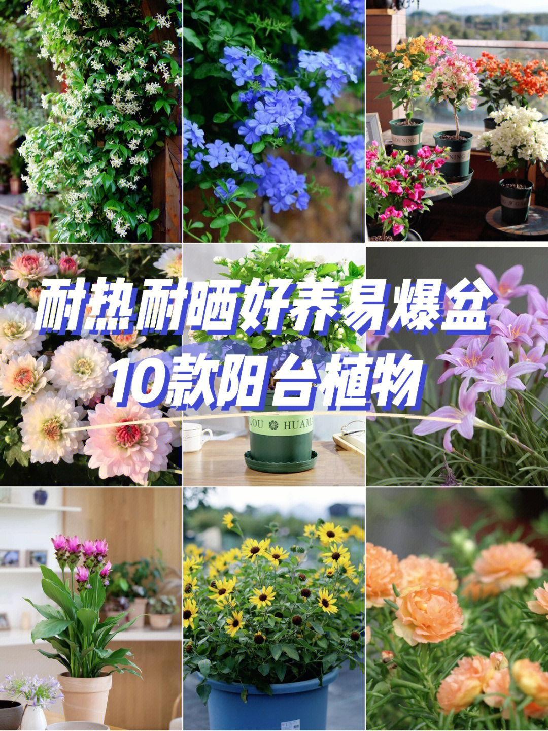 朋友圈曬花草的說說_朋友圈曬花草的心情句子_花草曬圈說說朋友圈怎么發