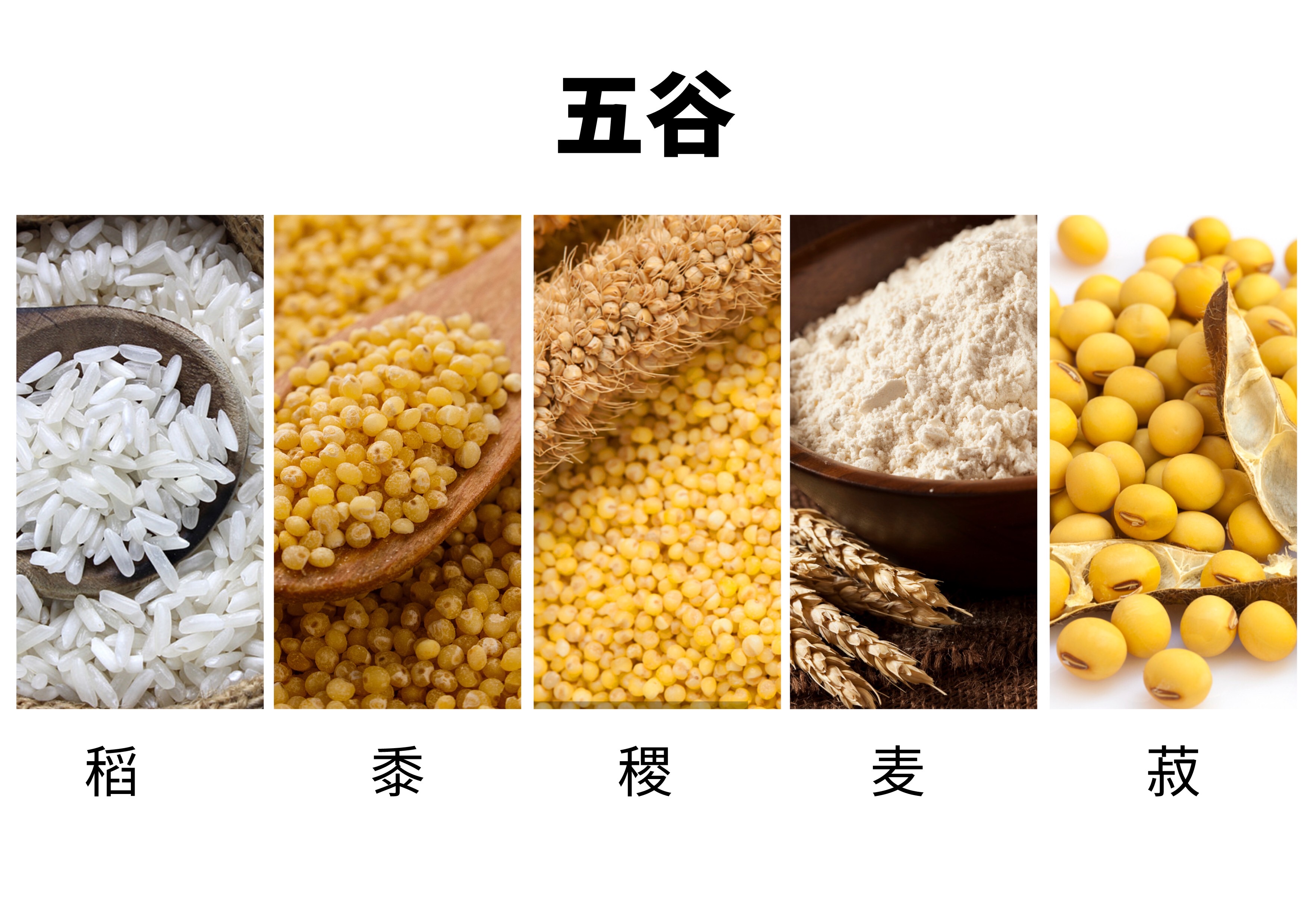 五谷稻麥黍菽稷的讀音_五谷稻麥黍菽稷讀音音節_五谷稻麥黍菽稷怎么讀視頻