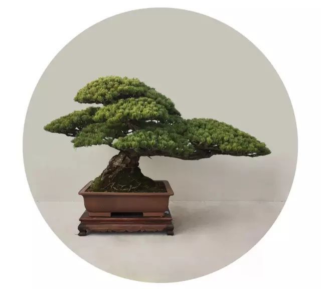 盆景藝術(shù)流派分別是_盆景藝術(shù)五大流派_盆景藝術(shù)流派有哪些