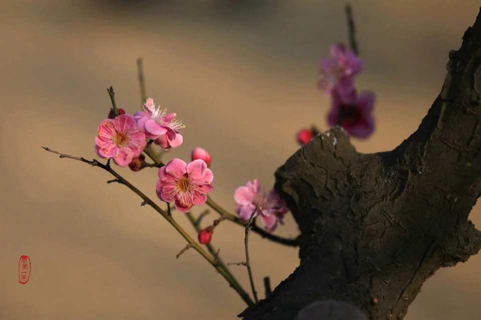 春風(fēng)細(xì)雨落花楊柳_春風(fēng)花落知多少_細(xì)雨春風(fēng)花落時(shí)
