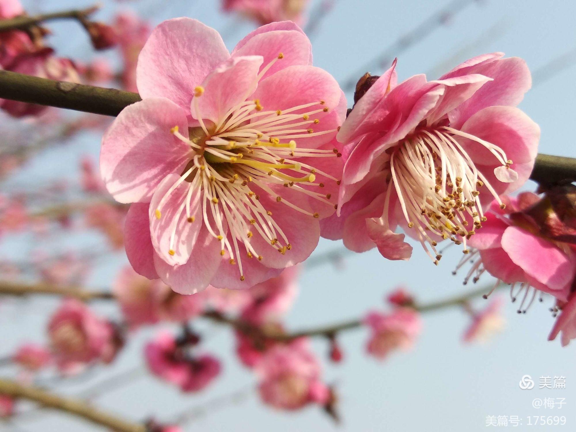 春風(fēng)細(xì)雨落花楊柳_細(xì)雨春風(fēng)花落時(shí)_春風(fēng)花落知多少