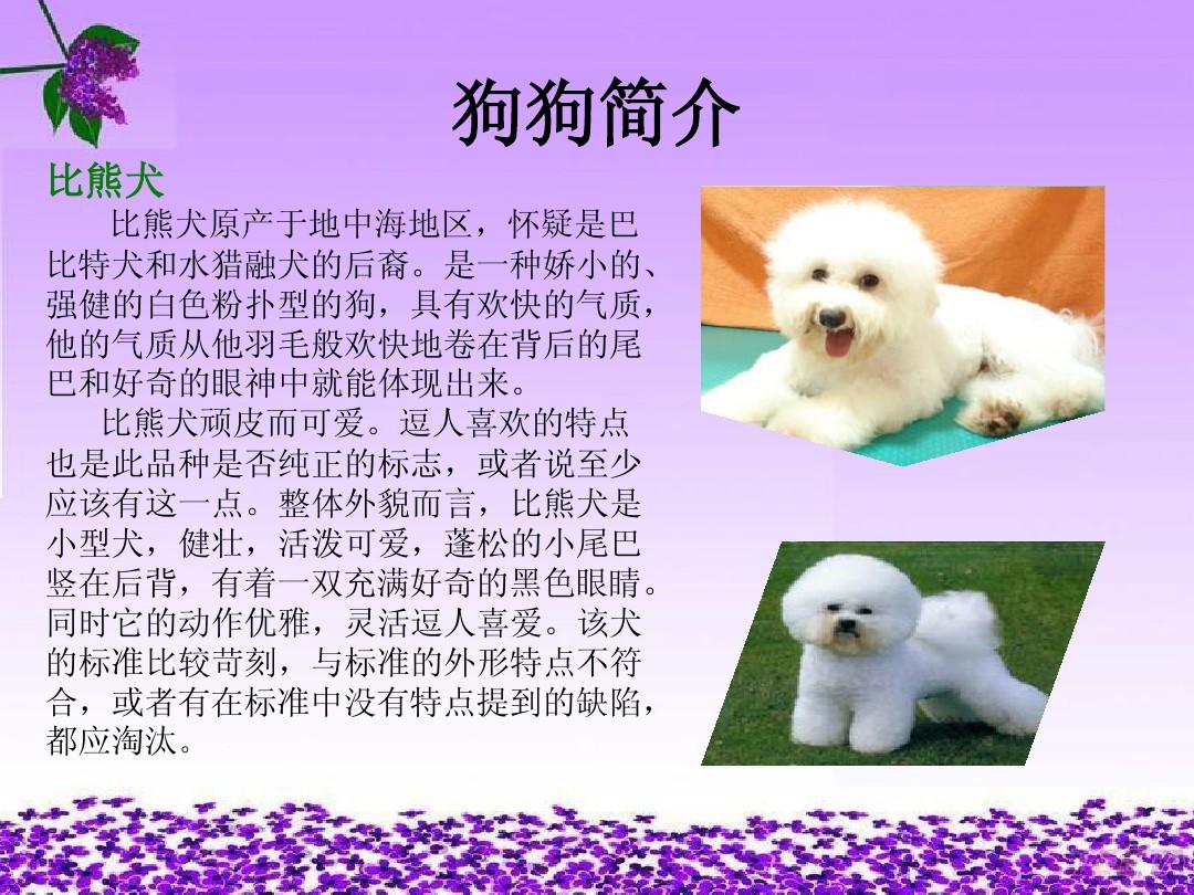 成都寵物美容_成都寵物美容師_成都寵物美容店