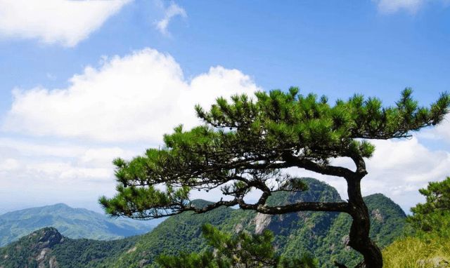 歲不寒無以知松柏是_歲不寒無以知松柏出自_歲不寒無以知松柏事不難無