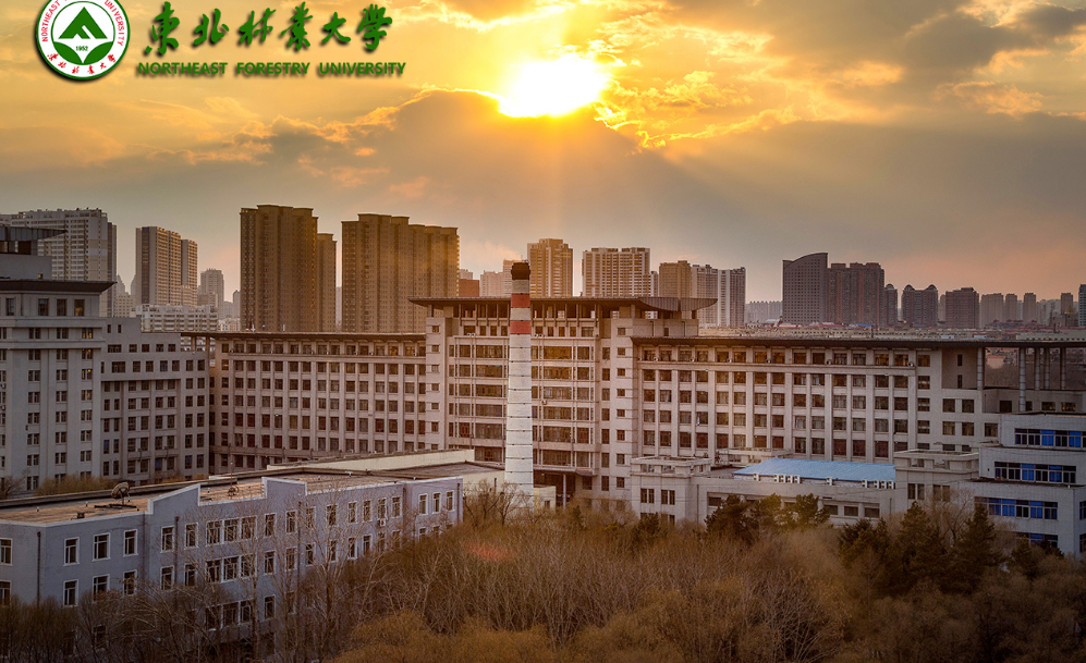 東北大學林業專業_東北林業大學寢室樓_東北林業大學宿舍