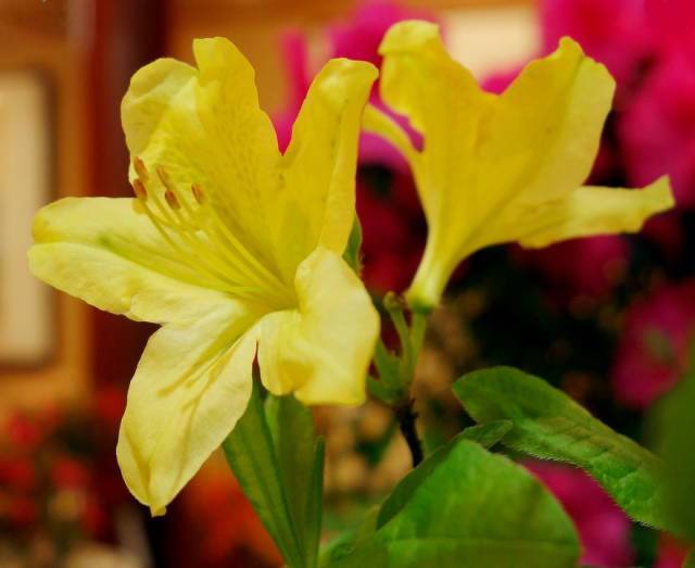 花開半夏結局是悲劇嗎_花開半夏結局_花開半夏什么結局