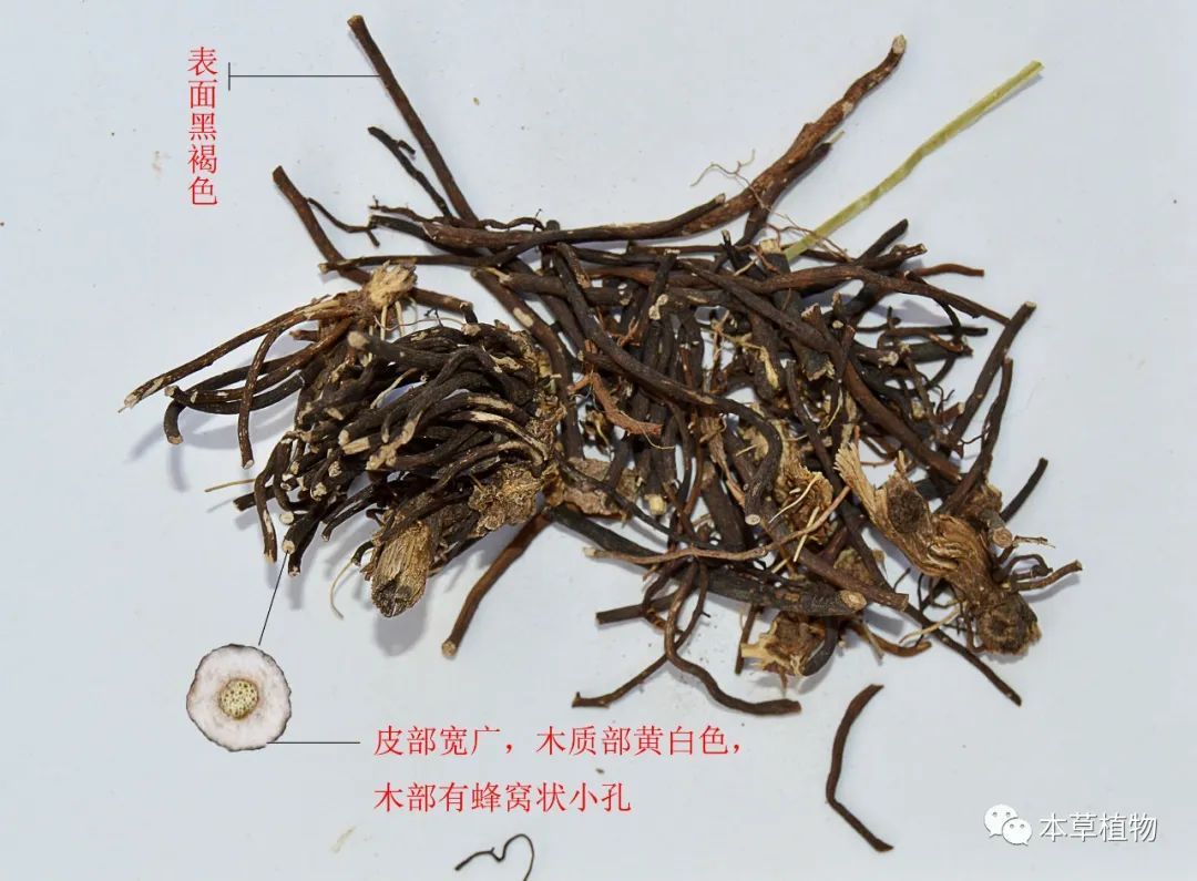 執(zhí)業(yè)藥師證書編號查詢_執(zhí)業(yè)編號證書藥師查詢網(wǎng)站_執(zhí)業(yè)編號證書藥師查詢網(wǎng)