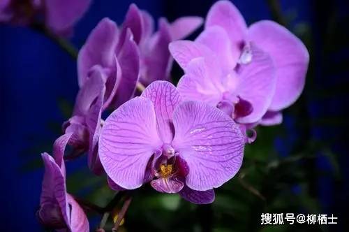 不以為然什么意思_古文以為意思_以為的意思怎么說