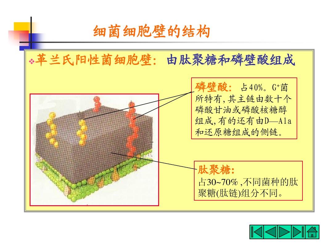 細菌由什么構成_細菌構成細胞的結構特點_細菌構成的生命系統結構層次