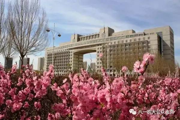 黑龍江八一農墾大學官網錄取_2024年黑龍江八一農墾大學錄取分數線_黑龍江81農墾大學錄取分數線
