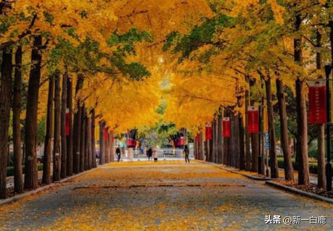 刑警學院中國是211嘛_中國刑警學院是211嗎_刑警學院中國是211么
