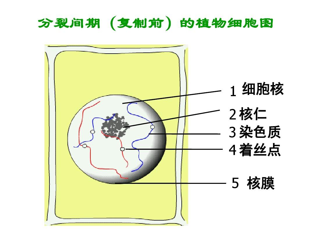 細(xì)胞核結(jié)構(gòu)圖_細(xì)胞核的結(jié)構(gòu)_細(xì)胞核結(jié)構(gòu)圖手繪