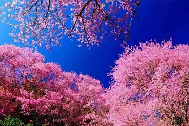 河南大學幾本_河南大學本部在哪_河南大學本科招生官網(wǎng)
