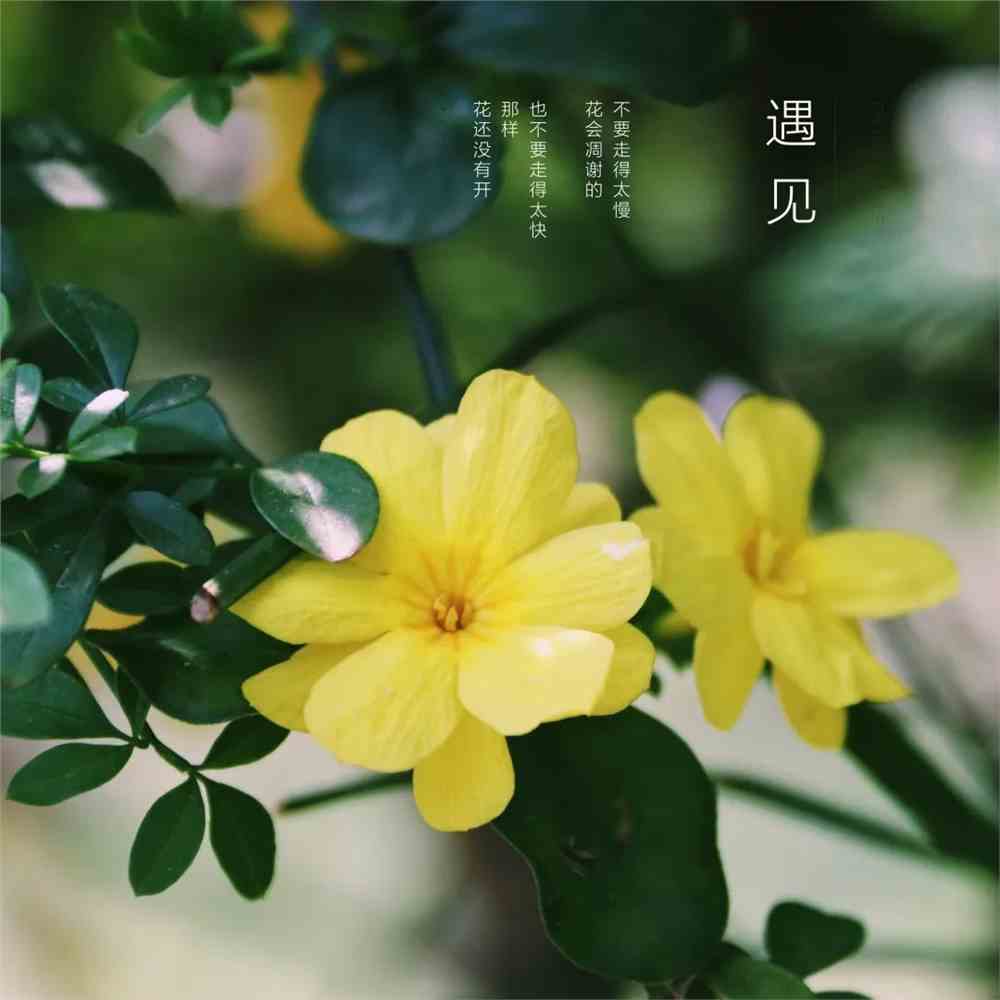 老馬識途是什么生肖號碼_老馬識途的生肖_老馬識途的動物屬什么生肖