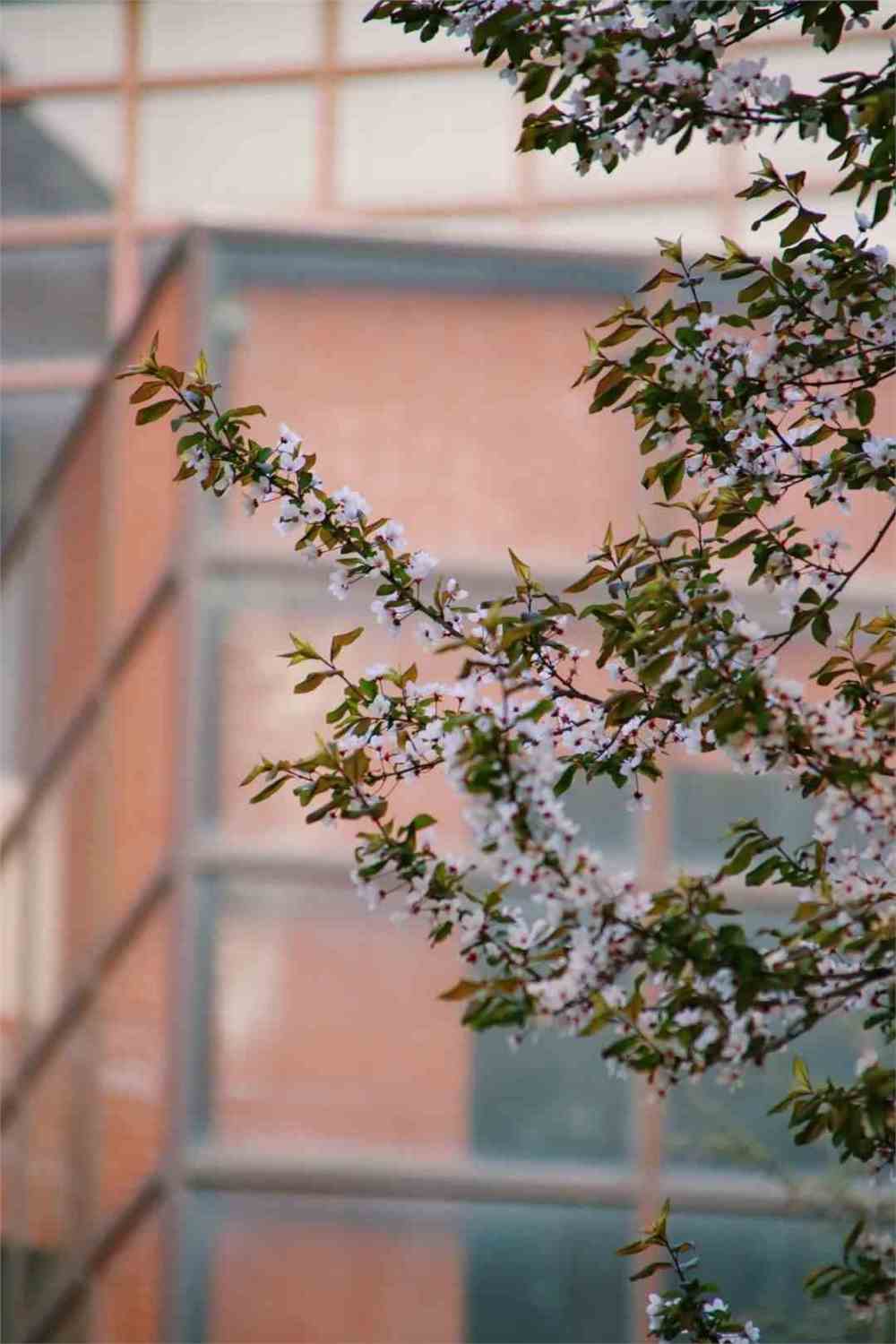 陜科大是985嗎_陜科大為啥這么爛_陜科大是啥學校