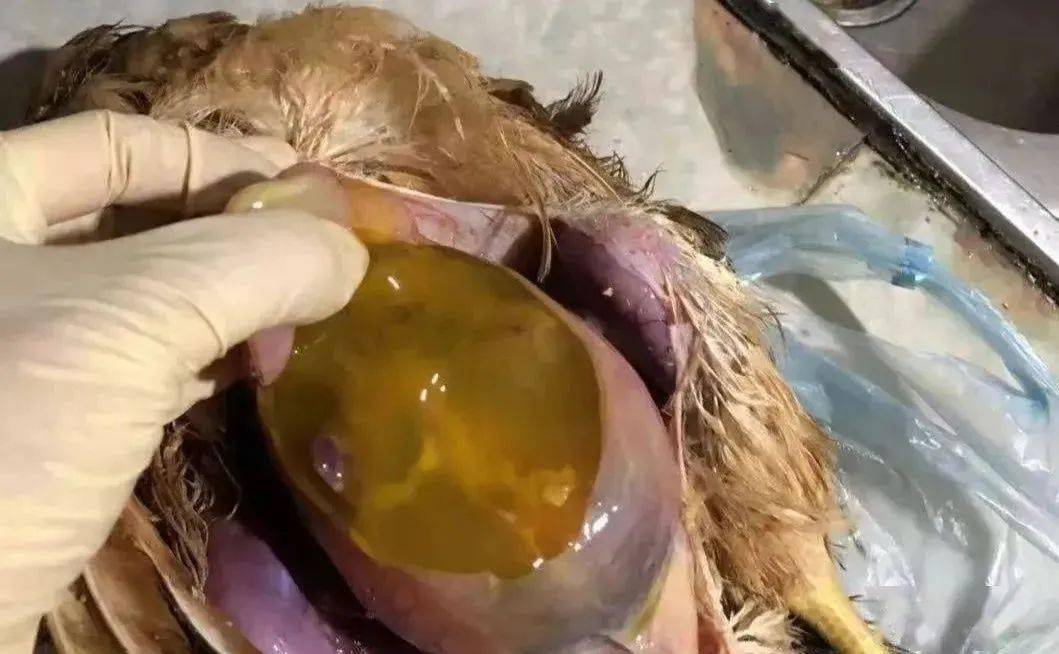 大腸桿菌原核表達_大腸桿菌是什么核細胞_大腸桿菌是真核還是原核
