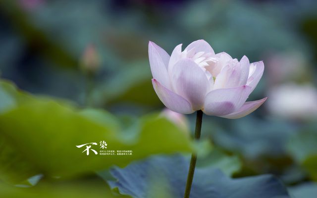 劉德華結婚進行曲_劉德華 結婚_劉德華結婚了嗎