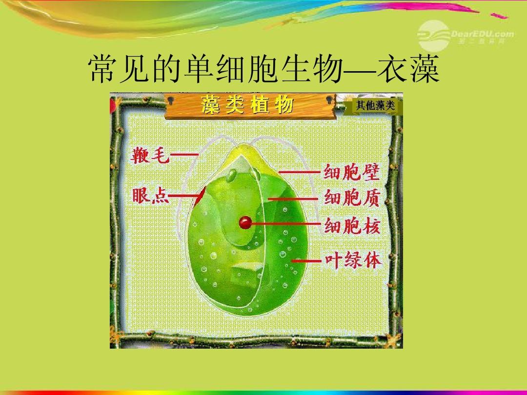 衣藻是真核生物嗎_核生物是衣藻生物嗎_衣藻屬于原核生物
