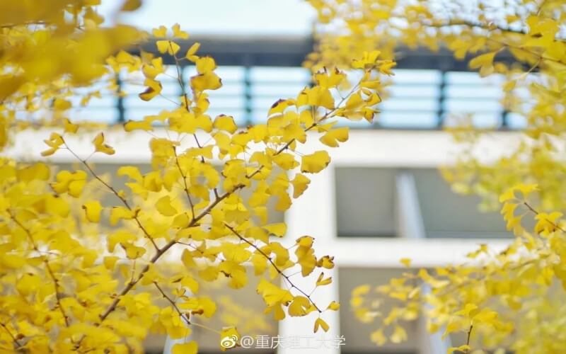 今年重慶理工大學(xué)錄取分?jǐn)?shù)線_重慶理工大學(xué)2023年錄取分?jǐn)?shù)線_2021重慶理工大學(xué)錄取分?jǐn)?shù)